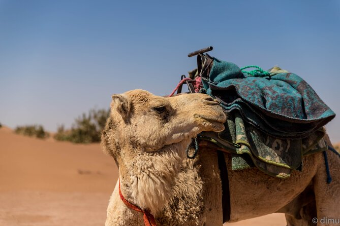 4 days trek - The legs of camels - Ergs, dunes, and the visual reward
