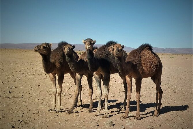 4 days trek - The legs of camels - Camels, walking, and the real pace of the trip