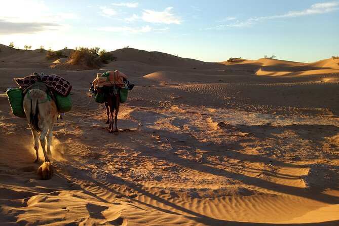 4 days trek - The legs of camels - Starting in M’Hamid and following the Draa Valley