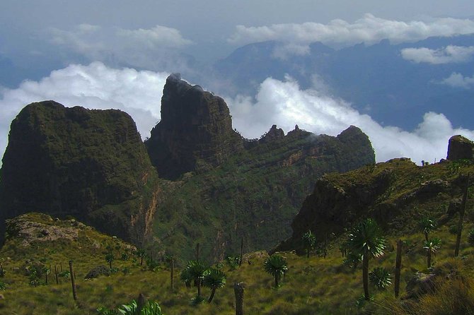 4 Days Trekking to Simien Mountain National Park - Gich Camp, giant lobelia, and Imet-Gogo