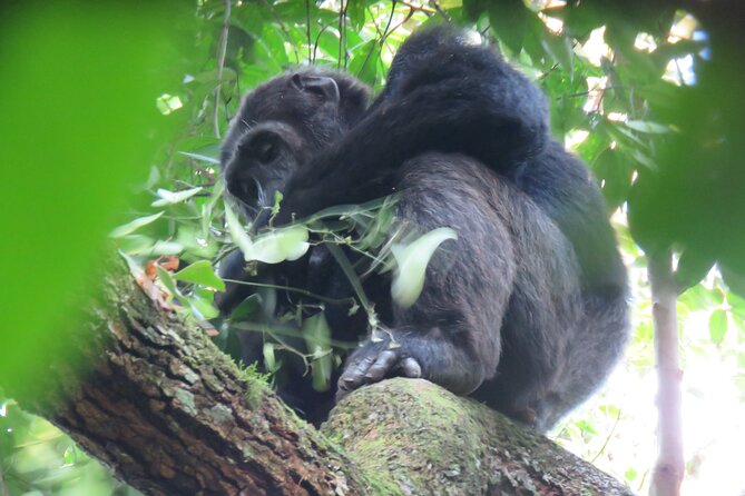 5-Day Bwindi Gorilla and Chimpanzee Trekking Safari in Uganda - Day 3: Through Queen Elizabeth Park to Bwindi