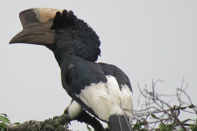 5-Day Bwindi Gorilla and Chimpanzee Trekking Safari in Uganda - Day 4: Gorilla trekking in Bwindi