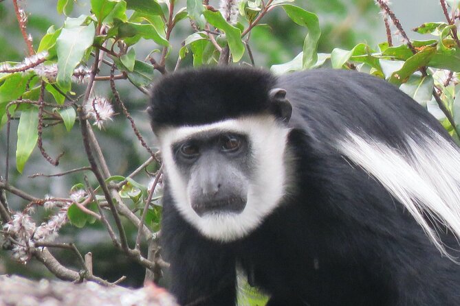5-Day Bwindi Gorilla and Chimpanzee Trekking Safari in Uganda - Should you book this Uganda primate trip?