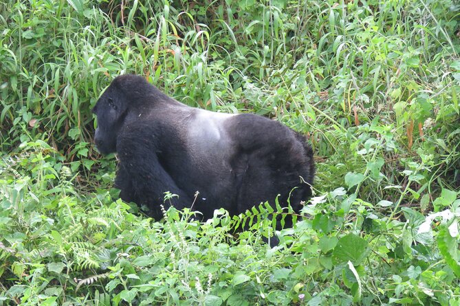 5-Day Bwindi Gorilla and Chimpanzee Trekking Safari in Uganda - Day 1: Kampala to Kibale and the Bigodi Wetlands