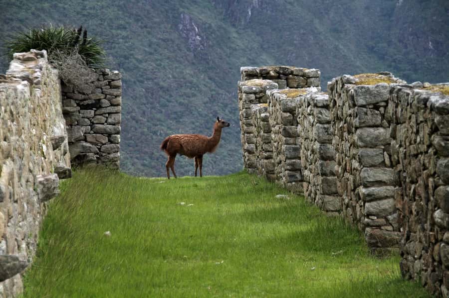 5-Day Classic Salkantay Trek to Machu Picchu return by Train - Key points to know before you book