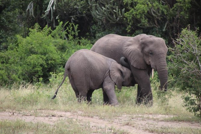 5 Day Gorillas, Wildlife and Kalinzu Forest Chimp Trek - Day three: from forest to Queen Elizabeth National Park