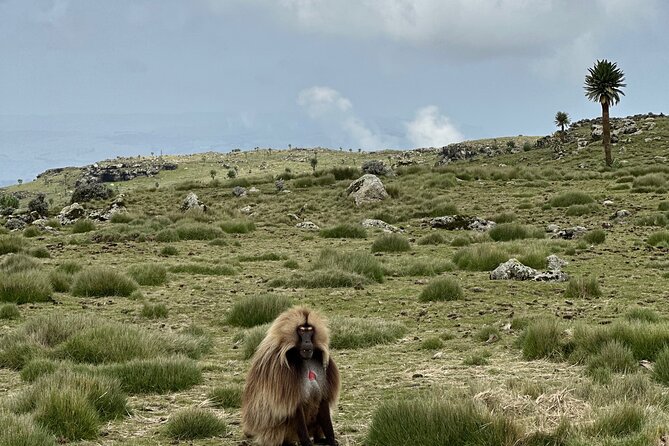 5-Day Northern Ethiopia Tour : 3D Simien Mountains Trek & Axum. - Why this Axum to Simien route works