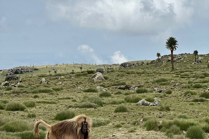 5-Day Northern Ethiopia Tour : 3D Simien Mountains Trek & Axum. - Imet Gogo makes day five the visual high point