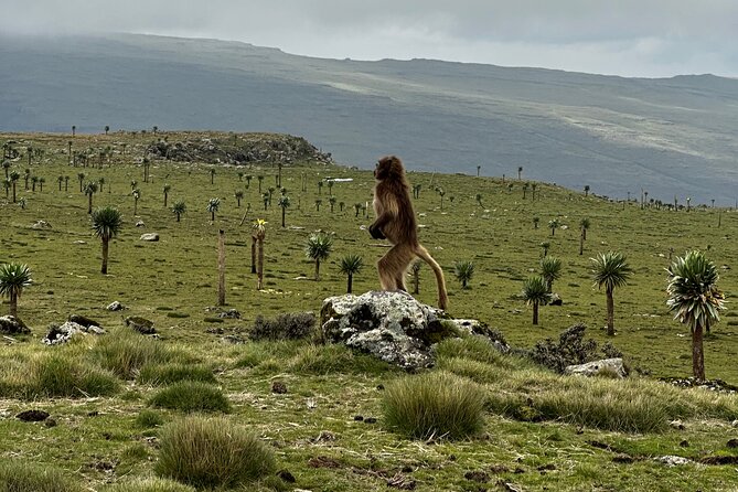 5-Day Northern Ethiopia Tour : 3D Simien Mountains Trek & Axum. - Who will get the most from this trip