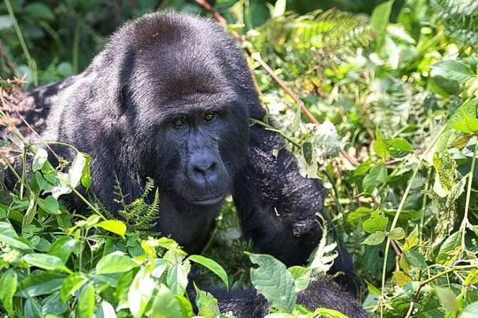 5-Day Pearl of Africa Chimps and Gorilla Trekking Safari - Why this five-day route works