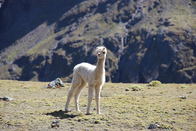 5 Day - Salkantay trek to Machu Picchu - Group Service - What the $650 price really covers