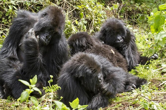 5 Days Bwindi gorilla trekking and Queen Elizabeth safari - Key points to know before booking