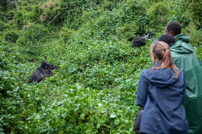 5 Days Gorilla and Chimpanzee Trekking in Uganda - Two primate forests, one compact Uganda safari