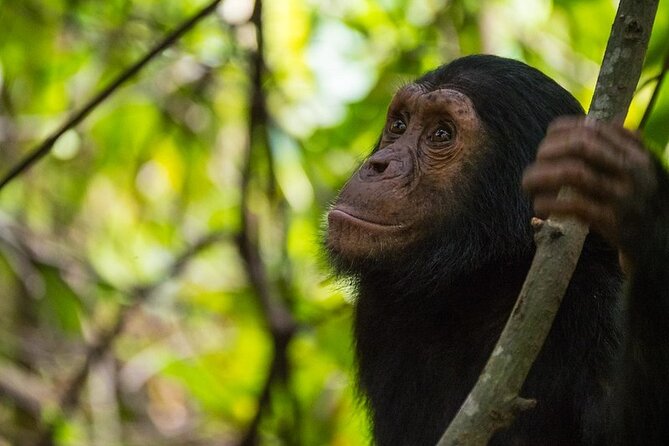 5 Days Gorilla and Chimpanzee Trekking in Uganda - Day 1: The road to Kibale Forest