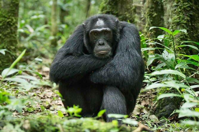 5 Days Gorilla and Chimpanzee Trekking in Uganda - Day 4: Finding gorillas in Bwindi