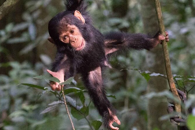 5 Days Gorilla and Chimpanzee Trekking in Uganda - Day 5: Canoeing before the return to Kampala