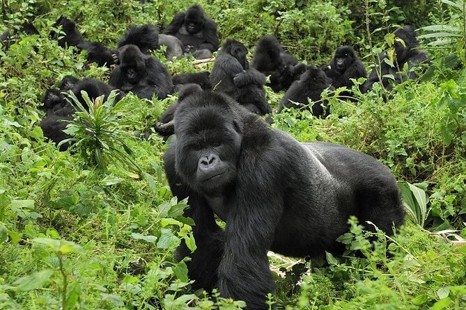 5 Days Gorilla and Chimpanzee Trekking in Uganda - Day 2: Chimpanzees and the primates of Kibale