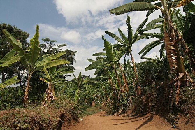 5 Days Marangu Route - Mount Kilimanjaro Trek - Day 7: A quiet final day in Tanzania