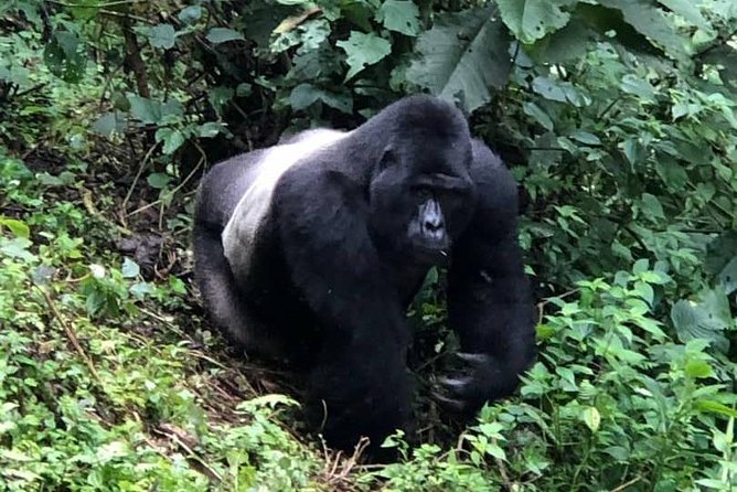 6 Day Gorillas, Golden Monkeys and Chimp Trek at Kibale - Day 5: Golden monkeys at Mgahinga and Lake Bunyonyi