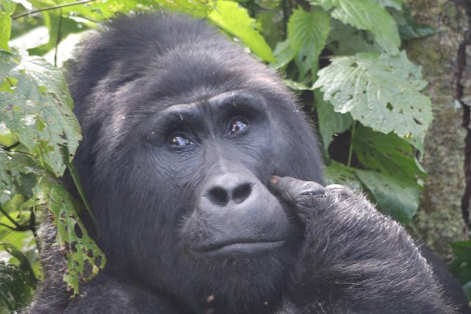 6 Day Gorillas, Golden Monkeys and Chimp Trek at Kibale - Day 2: Chimpanzees at Kibale, then the crater lakes
