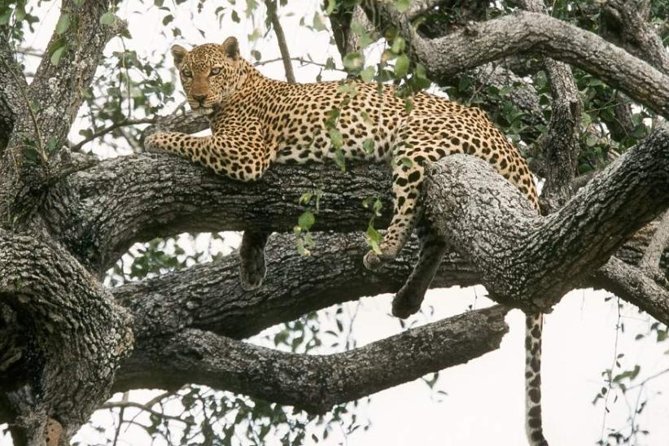 6-Day Murchison Falls, Chimp Trekking and Big Game Combo - Key points to know before you book