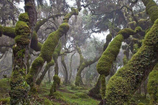 6 Days Bale Mountains Trekking - Key points before you book