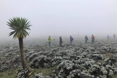 6 Days Bale Mountains Trekking