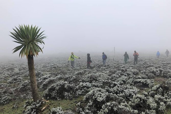 6 Days Bale Mountains Trekking - Day 2: The 18-kilometer walk to Sodota