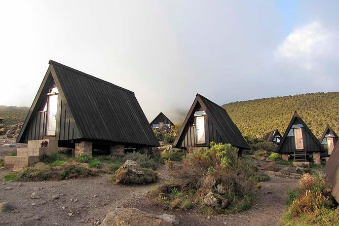 6 Days Marangu Route Trekking - Day two, the change from forest to moorland