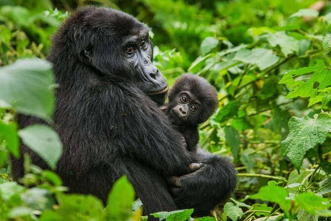 6 Days Uganda Gorilla, Chimps Trekking and Wildlife Safari - Key points at a glance
