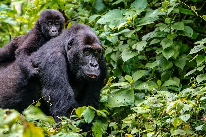 6 Days Uganda Gorilla, Chimps Trekking and Wildlife Safari - Day 3: Gorilla trekking and Lake Bunyonyi