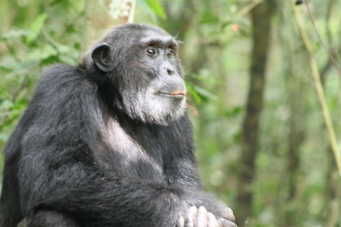 7-Day Murchison Falls, Chimps & Gorilla Trekking - Why this seven-day route works