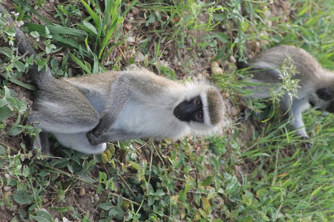 7-Day Murchison Falls, Chimps & Gorilla Trekking - Day 6: Gorilla trekking, then Lake Bunyonyi