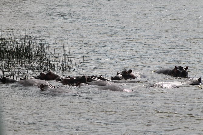 7-Day Murchison Falls, Chimps & Gorilla Trekking - Day 1: From Entebbe to Murchison Falls