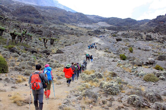 7 Days Kilimanjaro Trekking Machame Route with Professional Guide - Day 5: Barranco Wall to Karanga Camp
