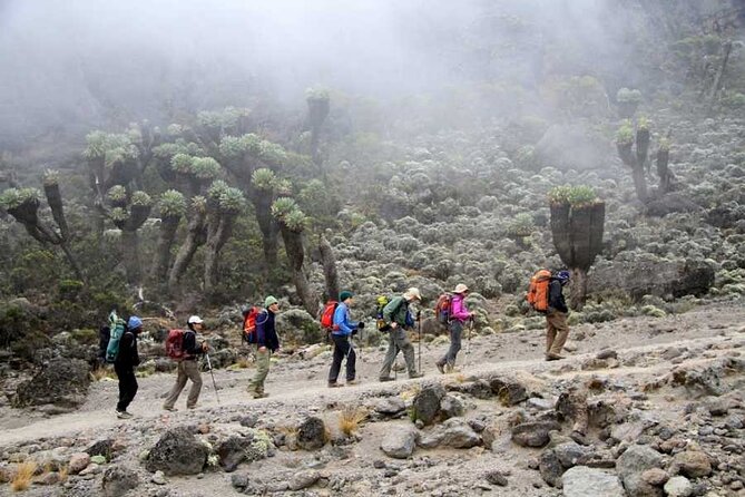 7 Days Kilimanjaro Trekking Machame Route with Professional Guide - Day 2: rainforest walking from Machame Gate