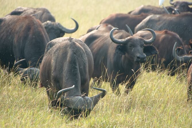 7 Days Safari and Rhino Trekking - Day 2: Kazinga Canal and Queen Elizabeth wildlife