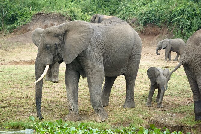 7 Days Safari and Rhino Trekking - Day 3: A transfer to Kibale Forest