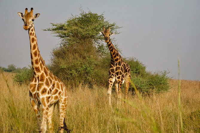 7 Days Safari and Rhino Trekking - Day 6: Murchison game drive and river cruise