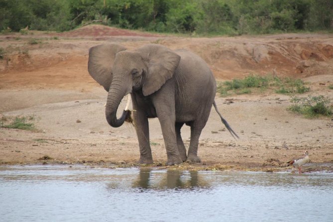 8 Day Gorilla Trek, Wildlife Safari and Chimp Habituation Experience - Why this eight-day route works