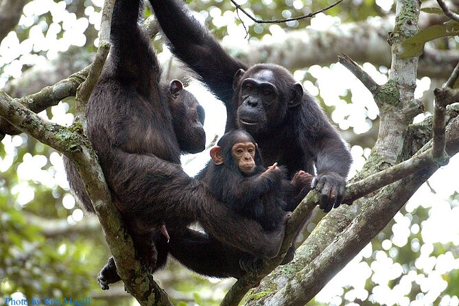 8-Day Murchison Falls, Chimp and Epic Gorilla Trekking - Key points to know before you book