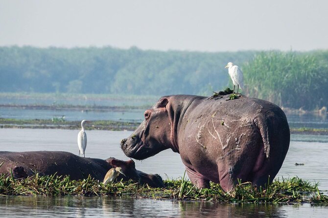 8-Day Murchison Falls, Chimp and Epic Gorilla Trekking - From Entebbe to Murchison Falls and Ziwa rhinos