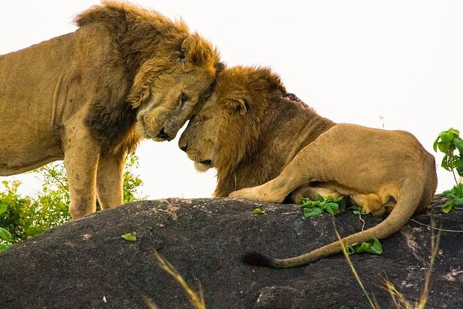 8-Day Murchison Falls, Chimp and Epic Gorilla Trekking - Queen Elizabeth and the Ishasha tree-climbing lions