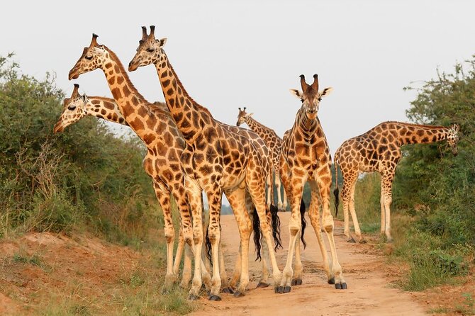 8-Day Murchison Falls, Chimp and Epic Gorilla Trekking - Bwindi gorilla trekking, the trip’s defining day