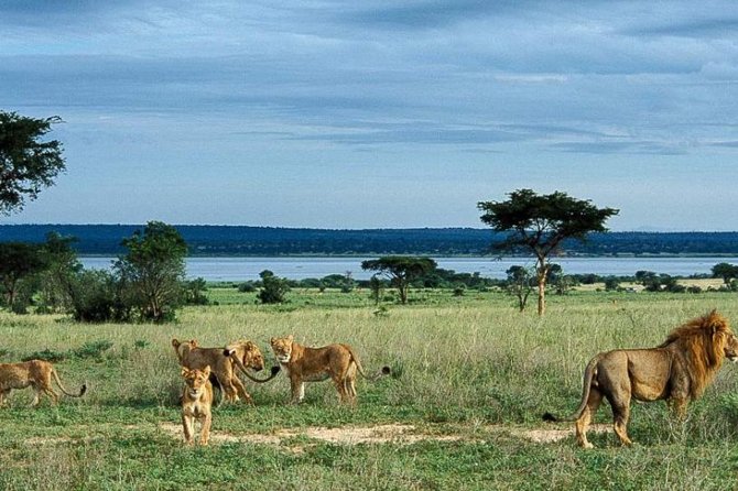 8-Day Murchison Falls, Chimp and Epic Gorilla Trekking Safari - Day 2: Murchison game drive and the Nile boat trip