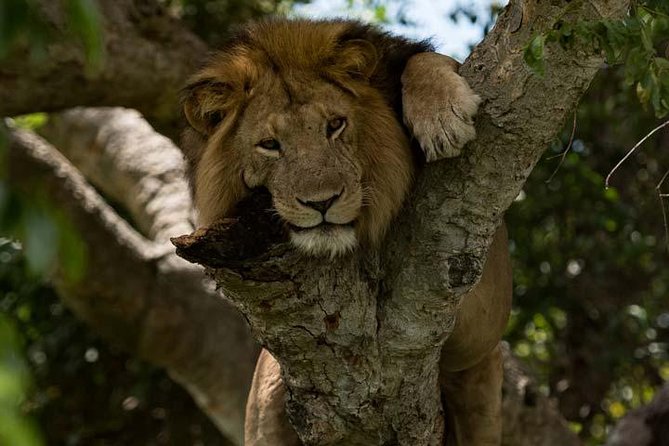 8 days Murchison Falls, Chimpanzee & Gorilla Trekking Safari - Day 1: White rhinos at Ziwa before Murchison Falls