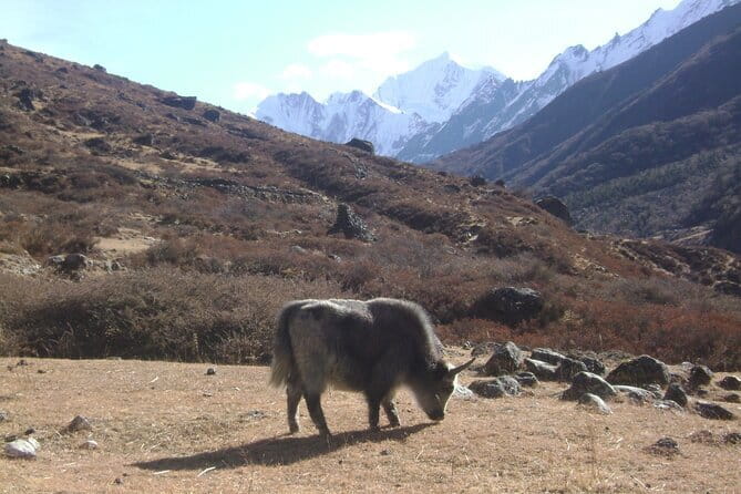 9 Days LANGTANG VALLEY TREKKING IN NEPAL - Why Langtang works for a nine-day Nepal trek
