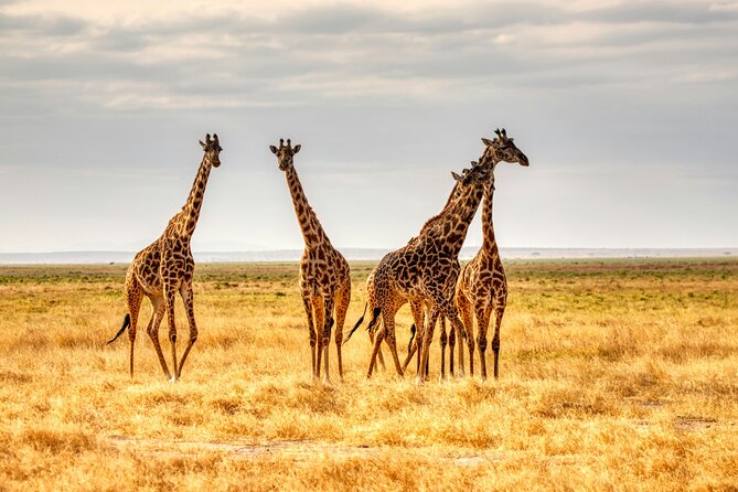 9 Days Uganda Wildlife Safaris, Gorilla Trekking & Hiking - Day 4: The long road to Kibale Forest