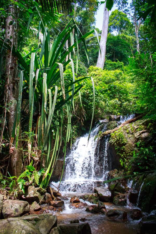 A Jungle-to-Sea Kayaking & Trekking Adventure in Phuket - Key points to know before booking