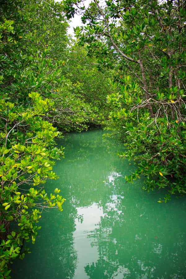 A Jungle-to-Sea Kayaking & Trekking Adventure in Phuket - Walking into Khao Phra Thaeo National Park